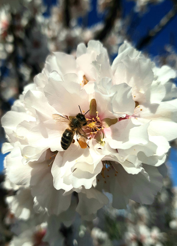 Nutrifarms - The almond project came into being in 2021, with the aim of diversifying our activity and implementing our experience and knowledge in other permanent irrigated crops.