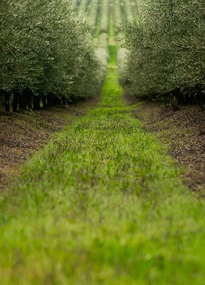 Nutrifarms - Estudamos detalhadamente os solos antes de instalar os sistemas de rega.<br/><br/>A vegetação nas entrelinhas do olival reduz o risco de erosão e melhora a infiltração da água.<br/><br/>A fertirrega permite um uso eficiente dos fertilizantes e diminui o risco de contaminação do solo e da água.