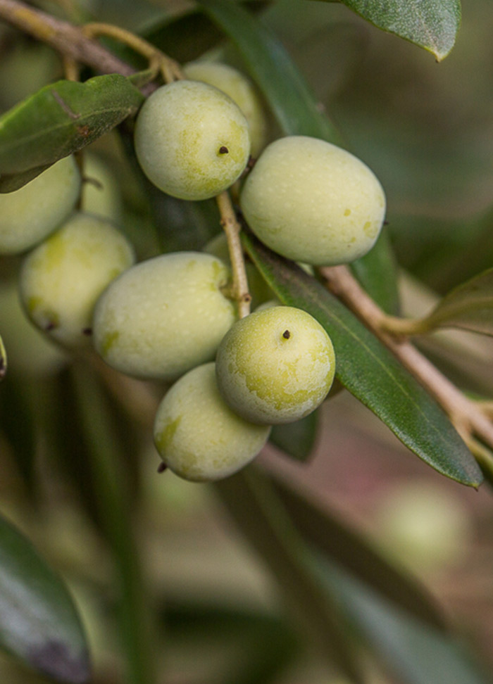 Nutrifarms - Os nossos olivais são compostos por nove variedades distintas, entre as quais se destacam Arbequina, Arbosana , Sikitita e Oliana. Temos uma grande experiência na instalação e gestão dos olivais, desde 2007 já plantámos mais de 19 milhões de oliveiras.