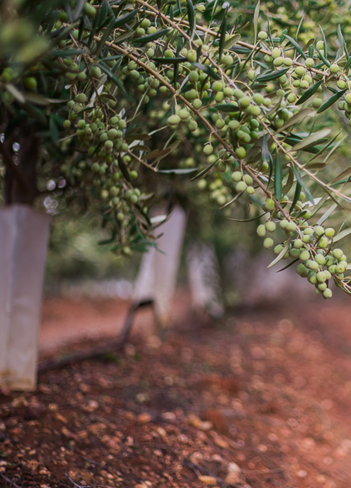 Nutrifarms - Incorporamos os restos das podas no solo para aumentar a materia orgância.<br/><br/>Utilizamos o caroço da azeitona como fonte de energia no lagar.