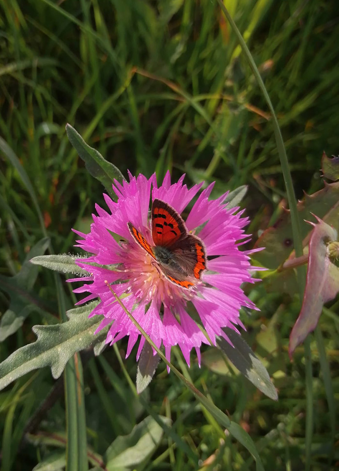 Nutrifarms - We work towards the preservation of natural resources, especially water, soil and biodiversity.